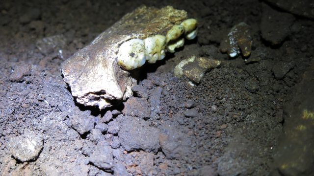 Discoveries in Ancient Proteins Challenge Our Understanding of Homo Naledi | mega 888 demo, mpo7788,