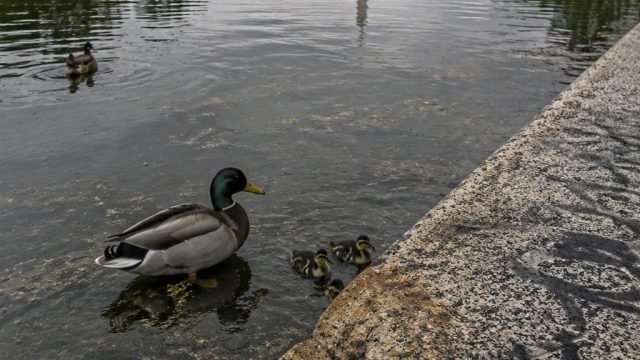 Reflecting Pool Under Fire: Vandalism and Wildlife Concerns Resurface
