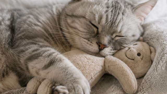 The Heartwarming Bonds Between Cats and Their Treasured Belongings | bolapelangi2 mobile, bacarrat, 