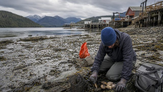 Health Risks Prompt Shellfish Harvest Advisory in Southeast Alaska | situs slot bonus 200 di depan, 